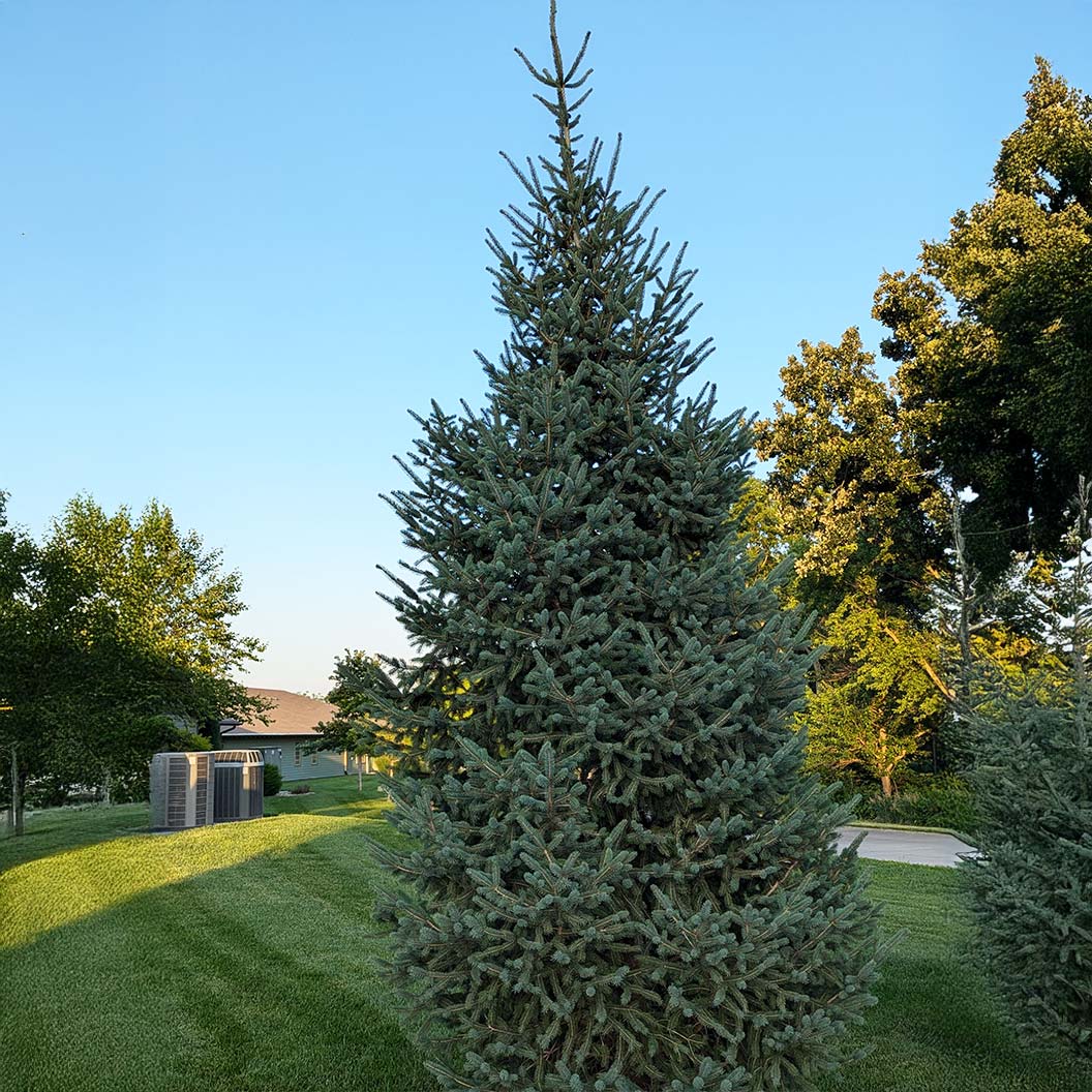 Skinny Blue Genes™ Black Hills Spruce Tree - Image 5
