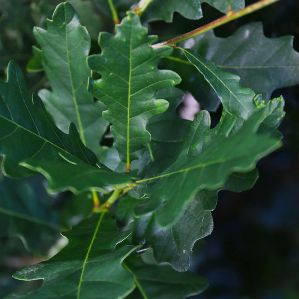Skinny Genes® Oak - Image 3