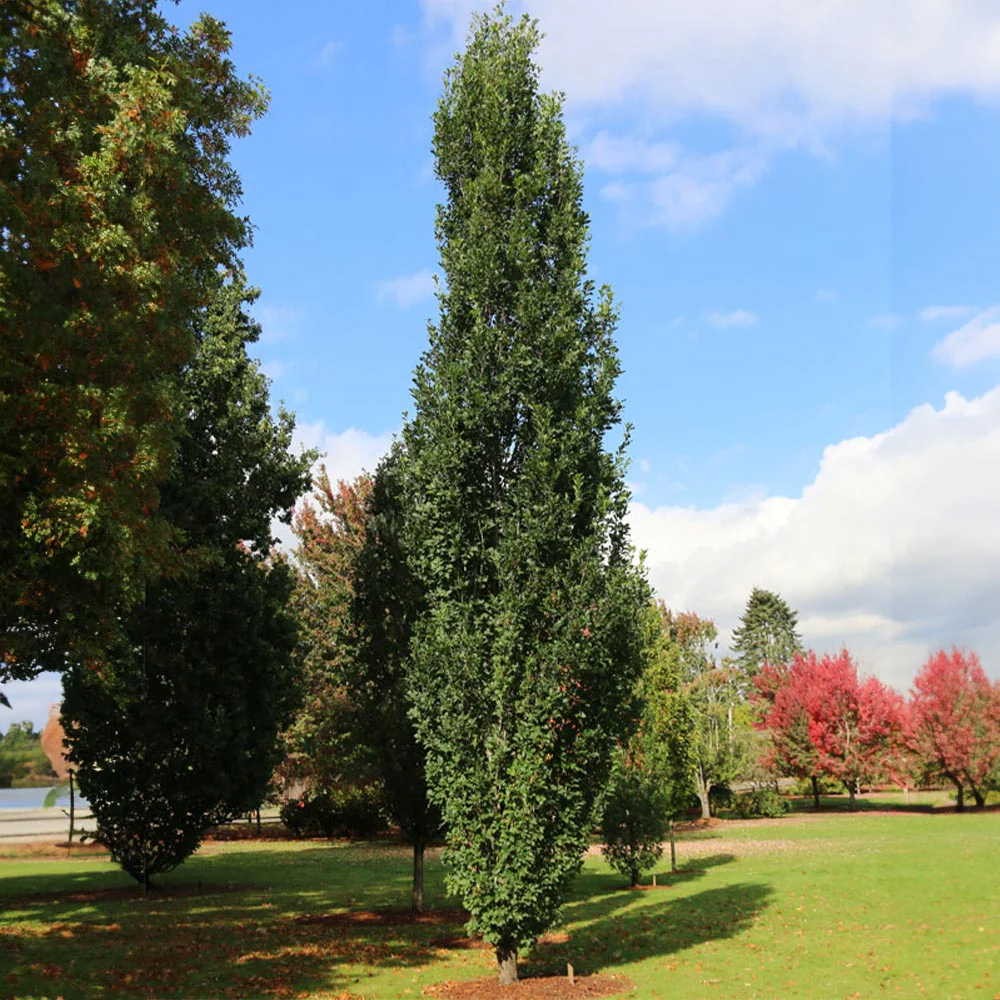 Skinny Genes® Oak - Image 4