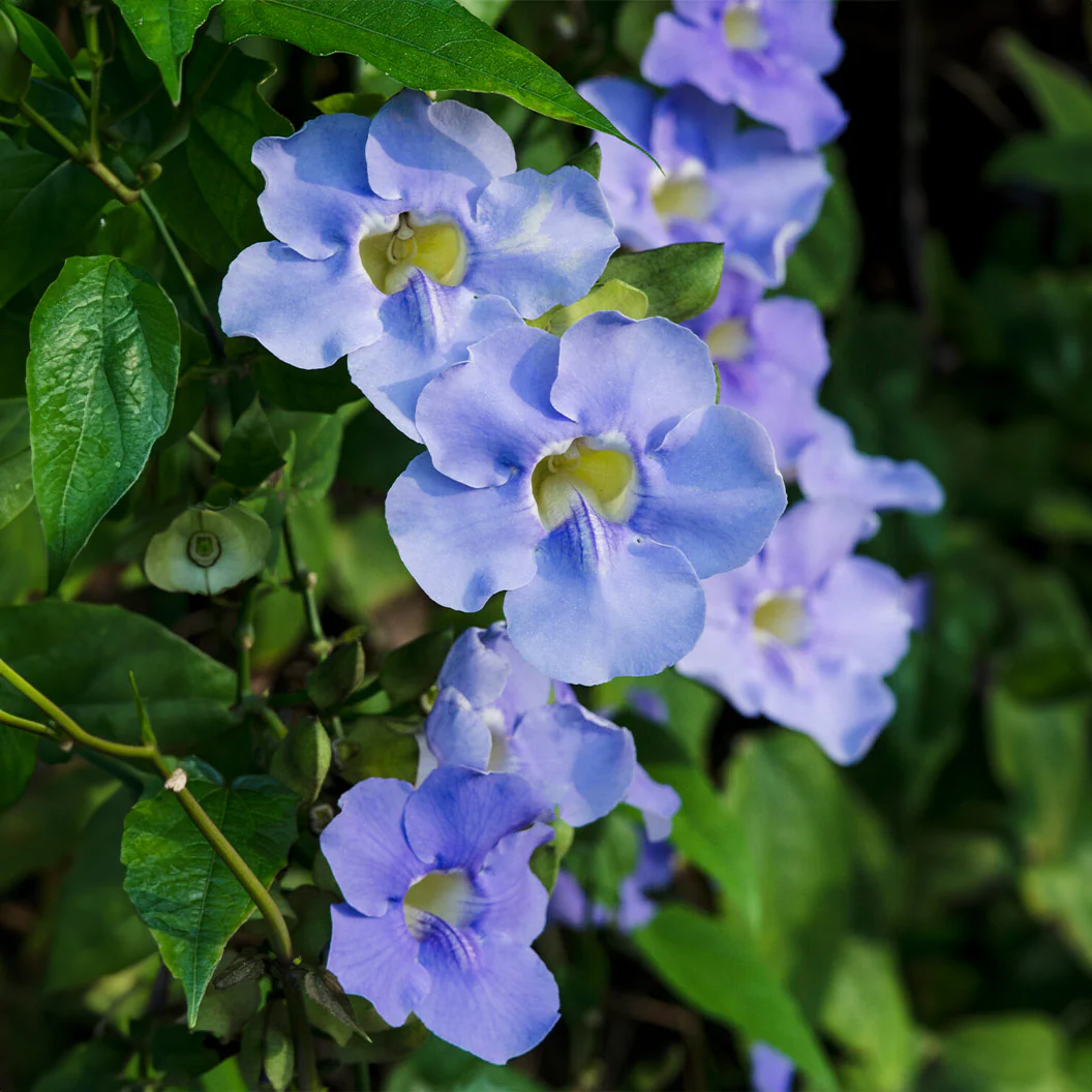 Sky Vine - Image 2