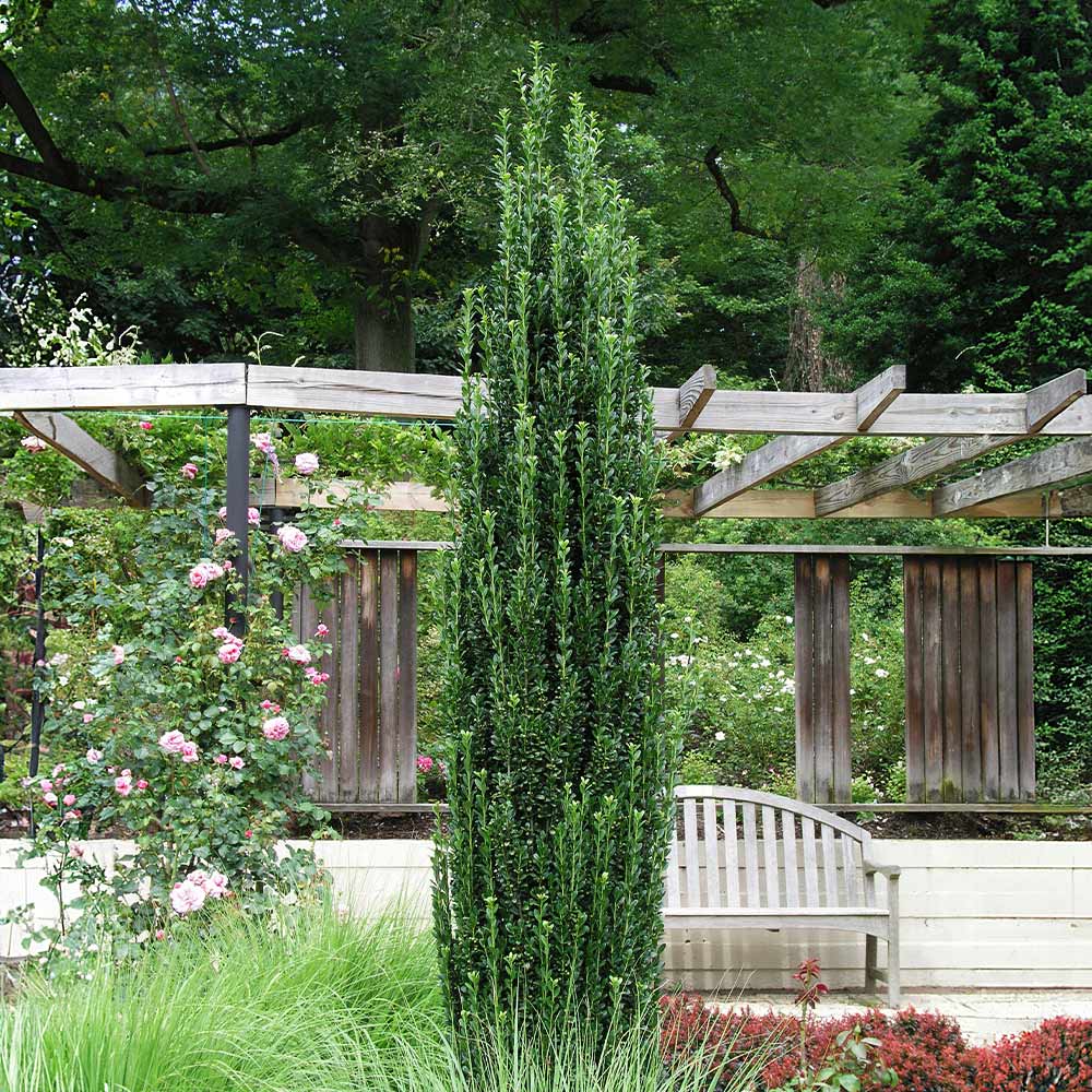 Sky Pencil Holly Tree - Image 2