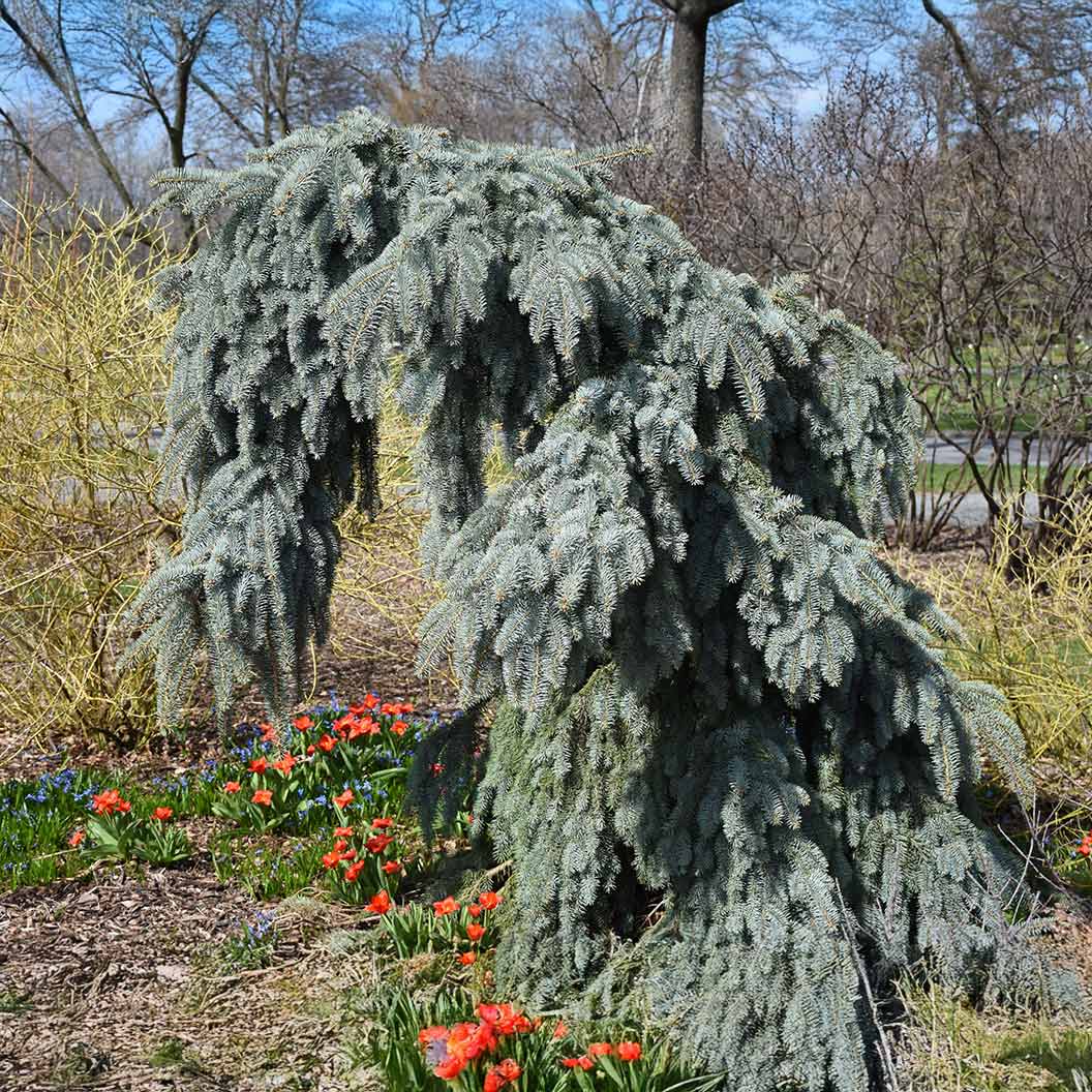 Slenderina Weeping Blue Spruce Tree - Image 2