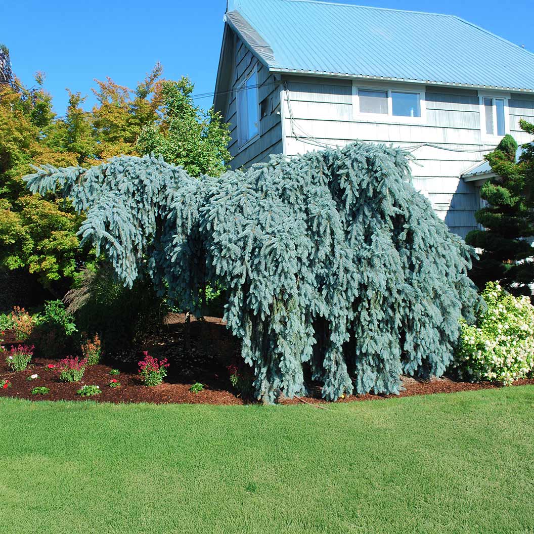 Slenderina Weeping Blue Spruce Tree - Image 3