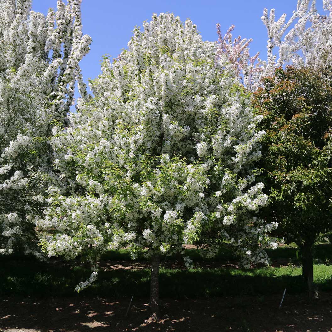 Snow Crystal® Crabapple Tree - Image 2