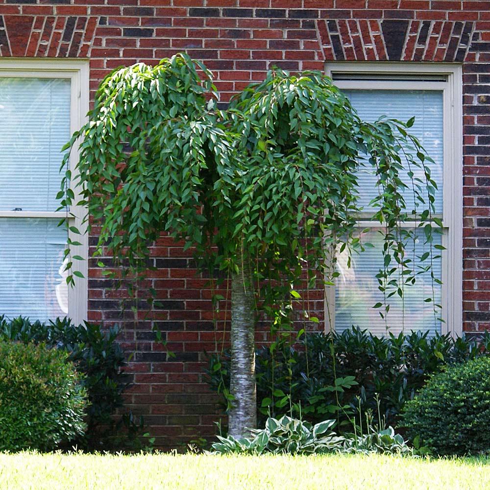 Snow Fountains® Weeping Cherry Tree - Image 3