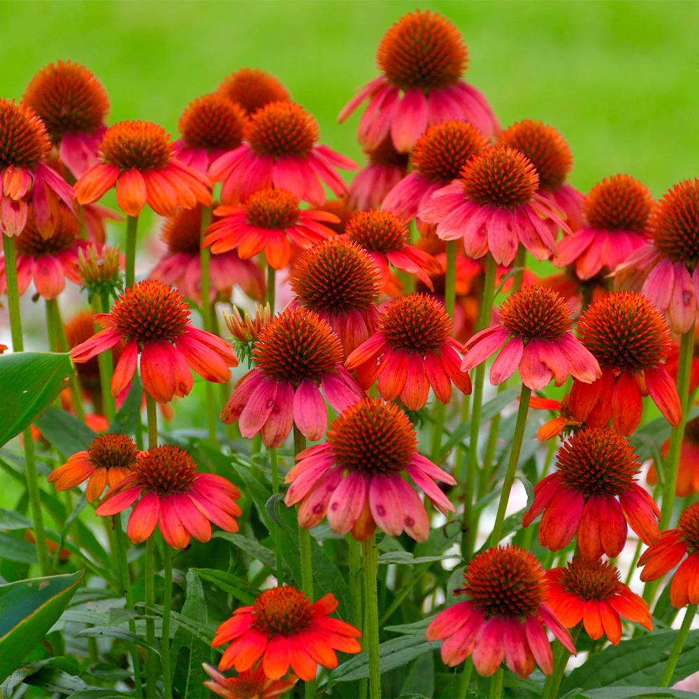 Better Versions® Sombrero® Salsa Red Coneflower Plant - Image 2