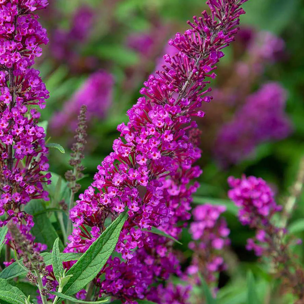 Southern Living® Magenta Butterfly Towers™ Butterfly Bush - Image 2