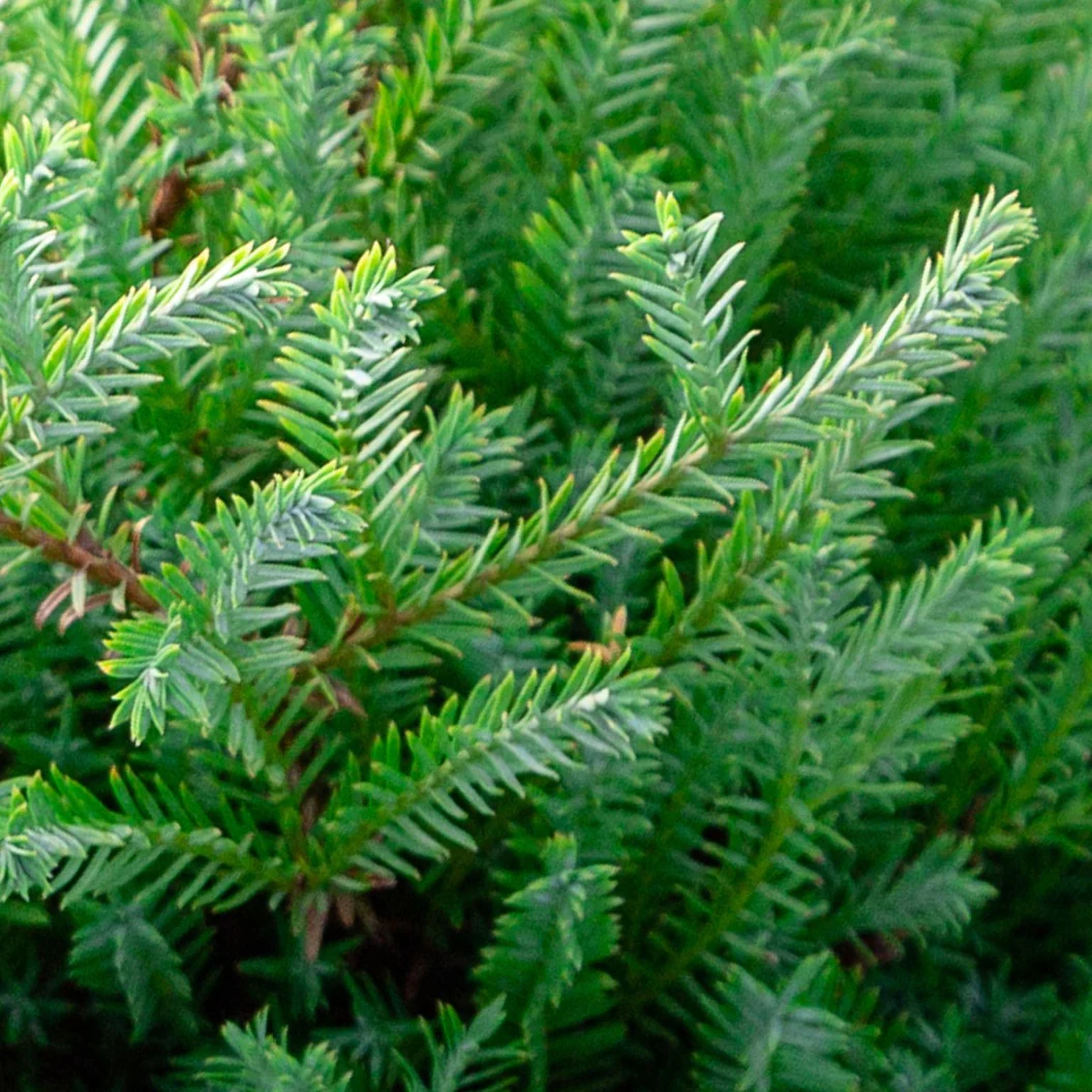 Southern Living® Pancake™ Arborvitae Shrub - Image 5