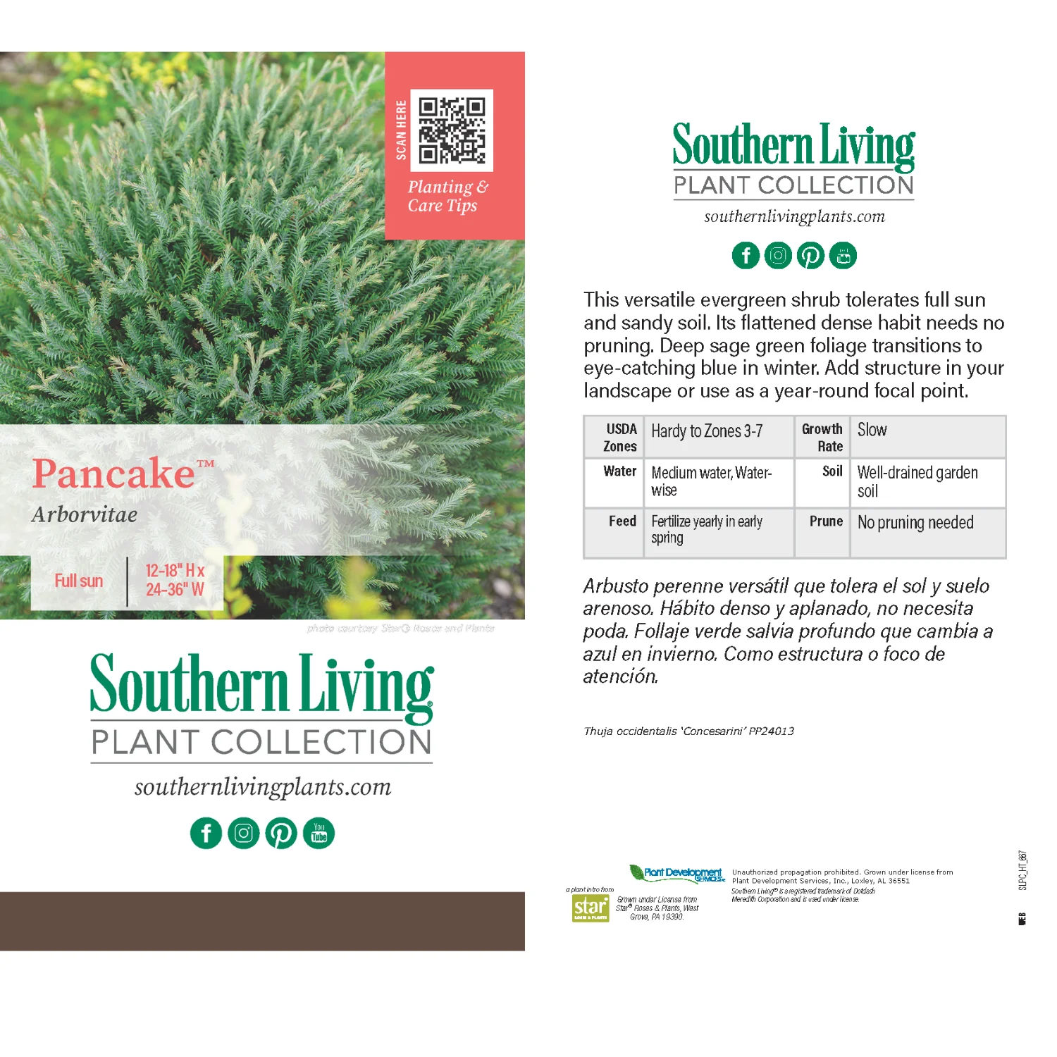 Southern Living® Pancake™ Arborvitae Shrub - Image 6