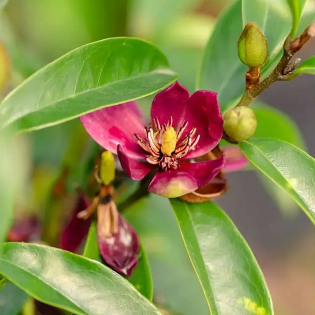 Southern LivingĀ® 'Stellar Ruby' Magnolia Tree - Image 3