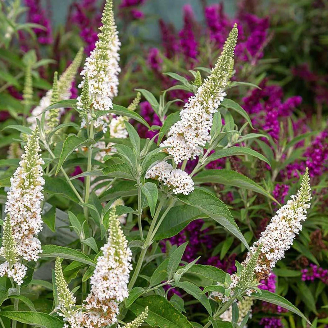 Southern Living® White Butterfly Towers™ Butterfly Bush - Image 2