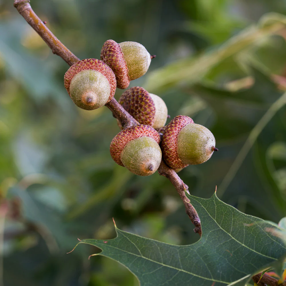 Southern Red Oak Tree - Image 4