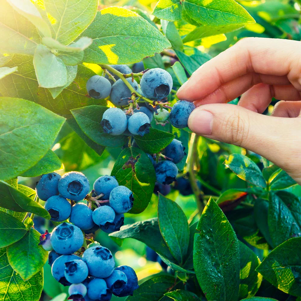 Spartan Blueberry Bush - Image 2