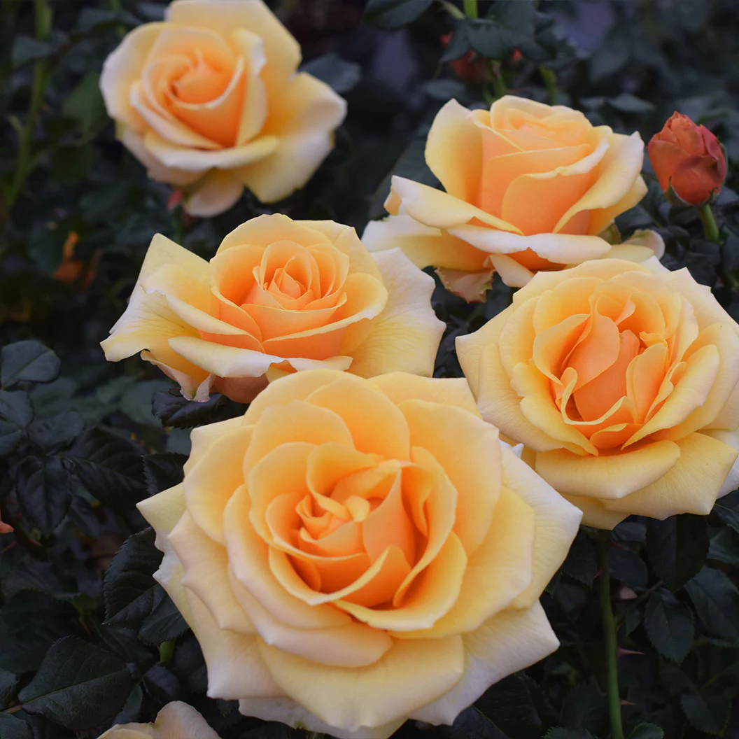 St. Tropez Rose - Image 2