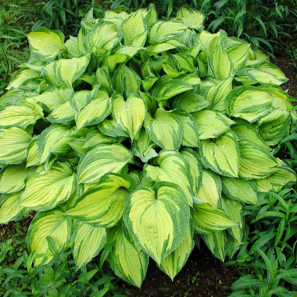 Stained Glass Hosta Plant - Image 3