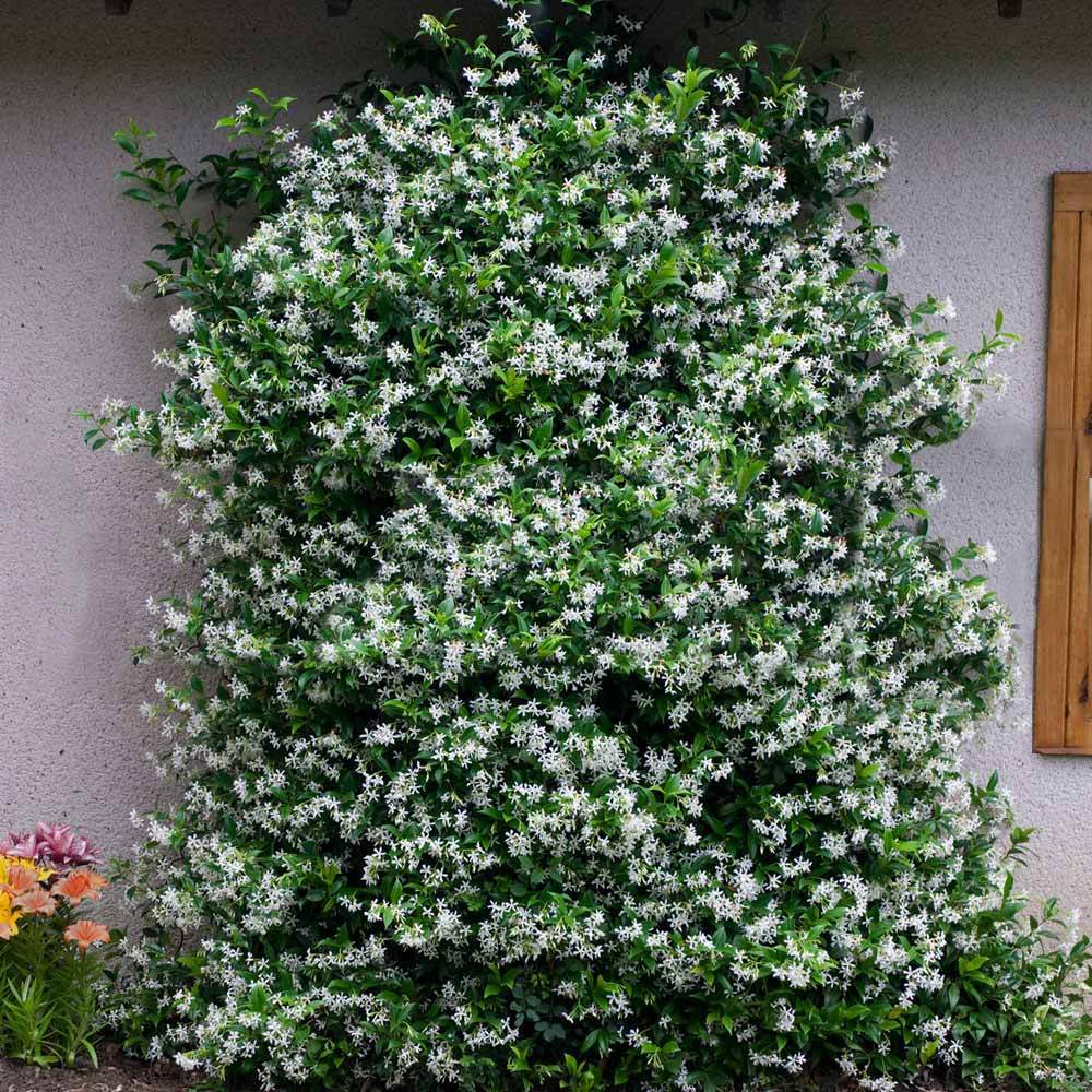 Star Jasmine Vine - Image 2