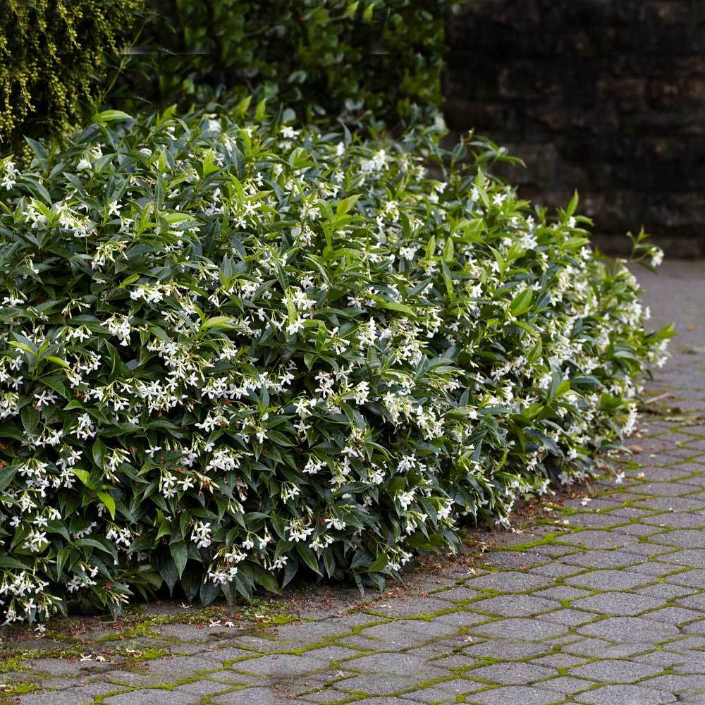 Star Jasmine Vine - Image 4