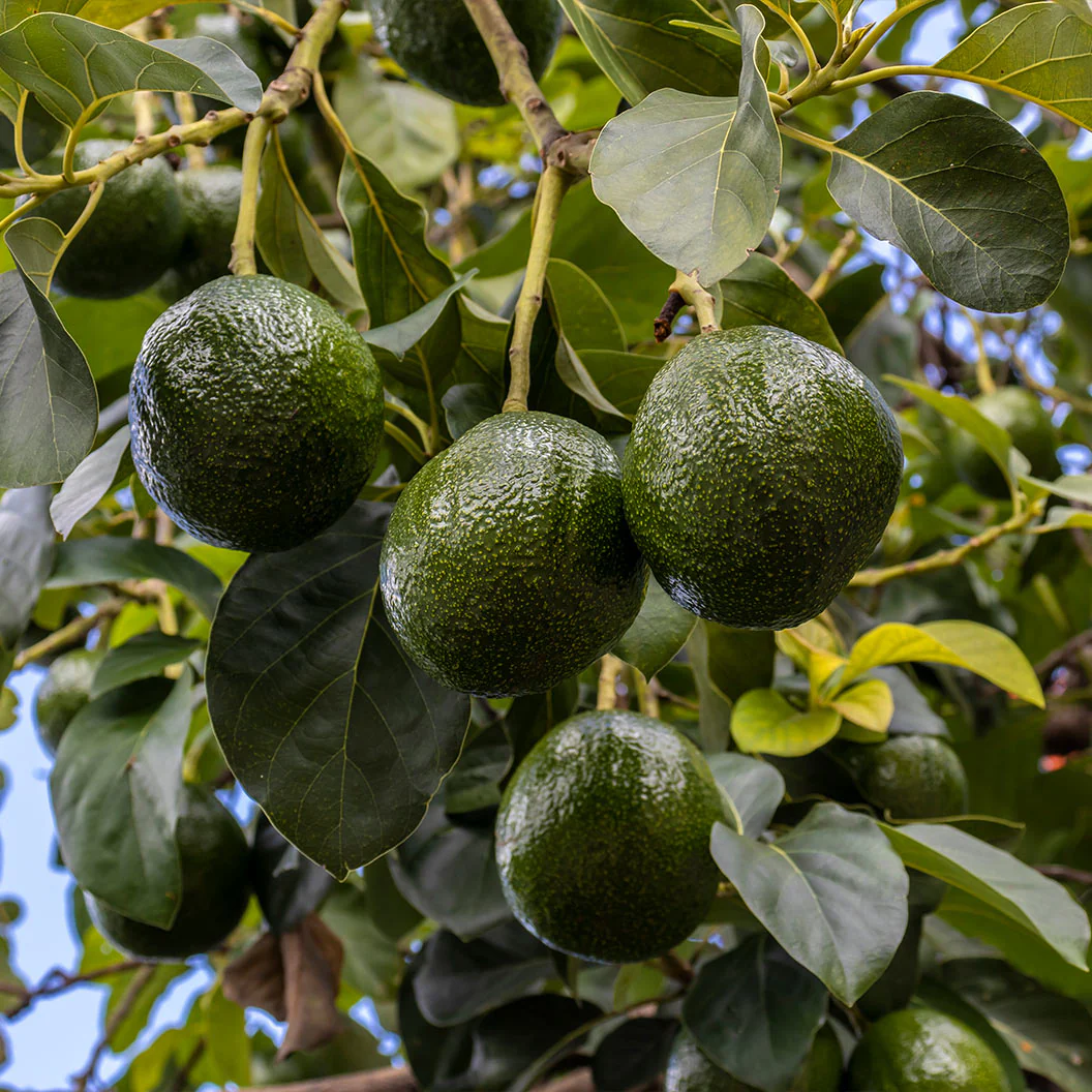 Stewart Avocado Tree - Image 2