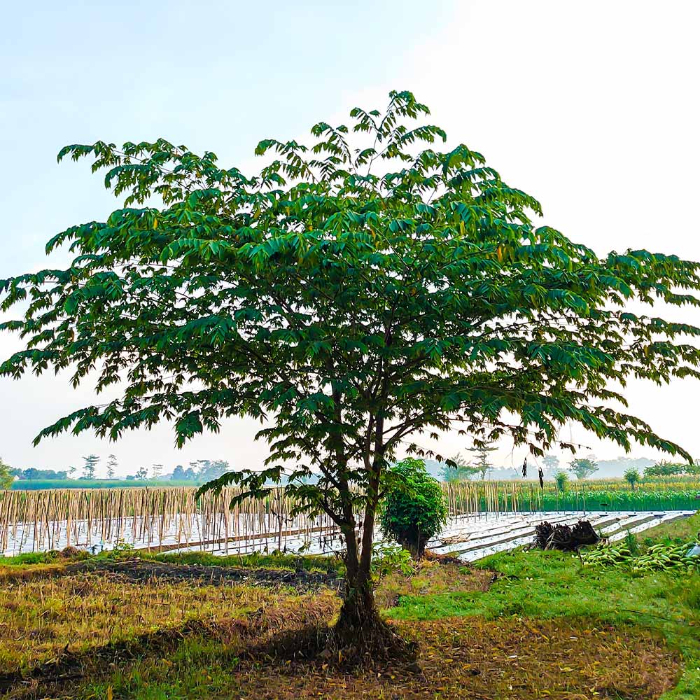 Cotton Candy Strawberry Tree - Image 3