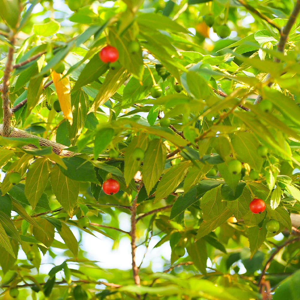 Cotton Candy Strawberry Tree - Image 6