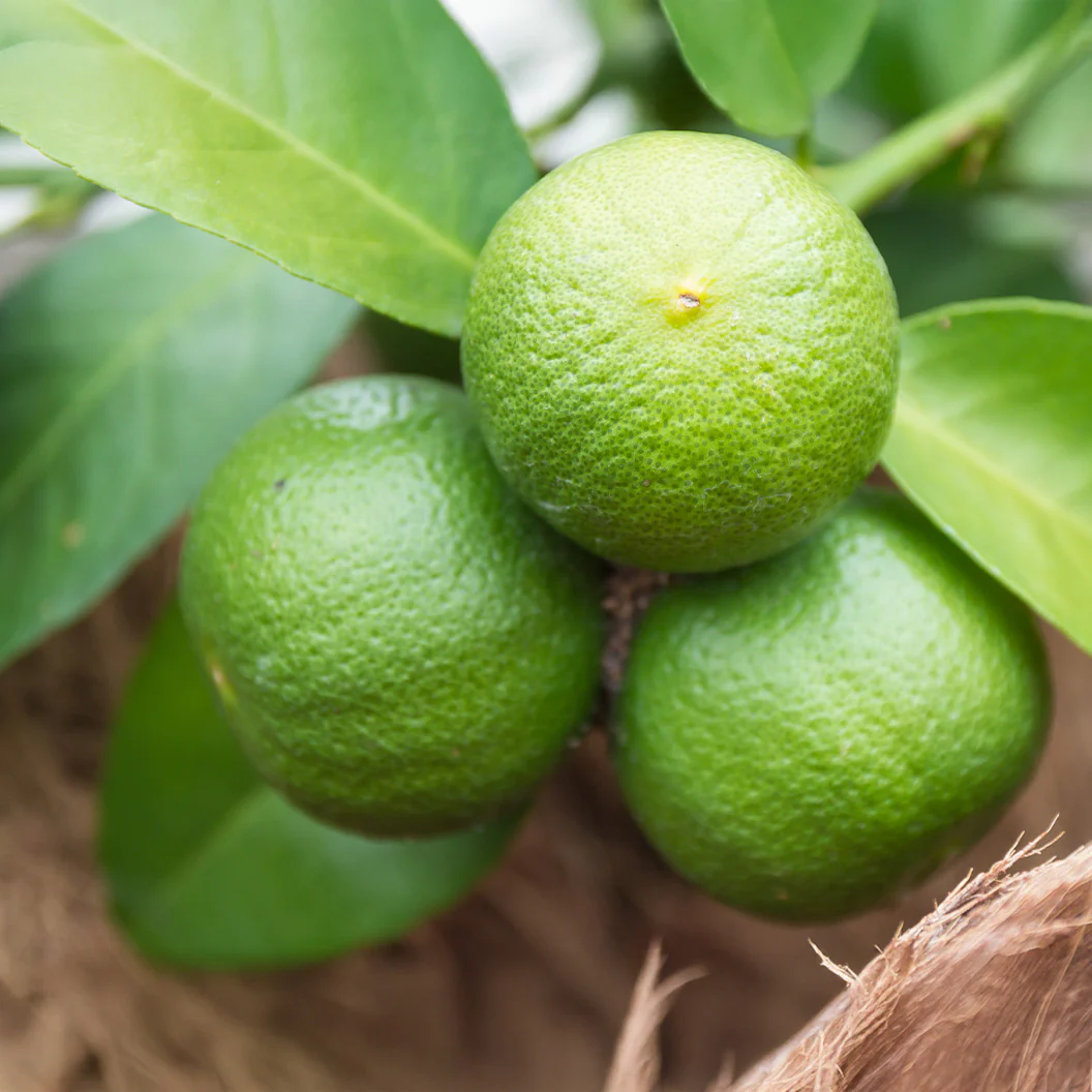 Sudachi Lime Tree - Image 2