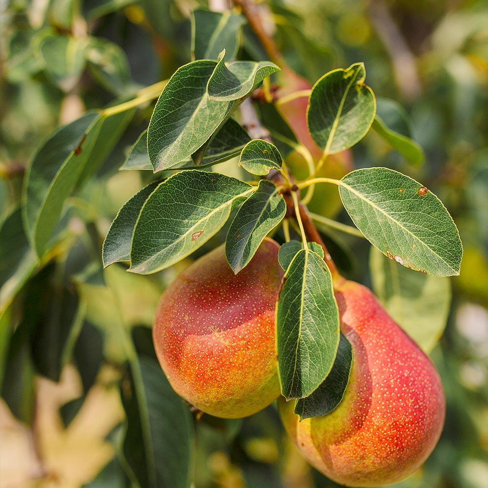Summercrisp Pear Tree - Image 2