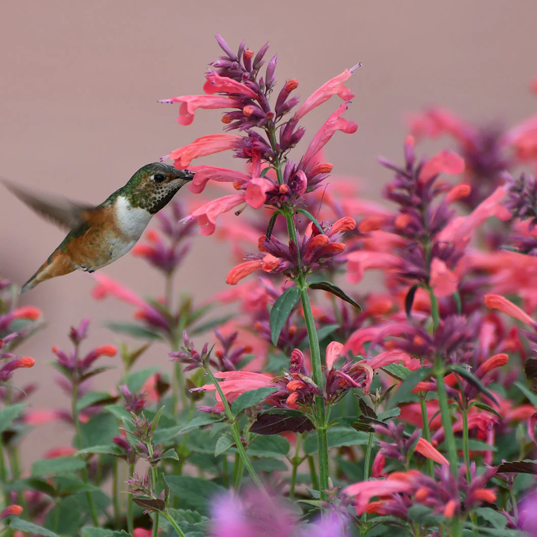 Summerlong™ Coral Agastache Plant - Image 2