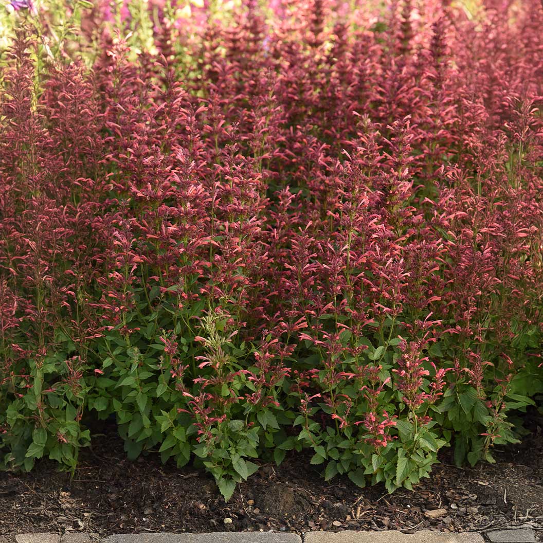 Summerlong™ Coral Agastache Plant - Image 3