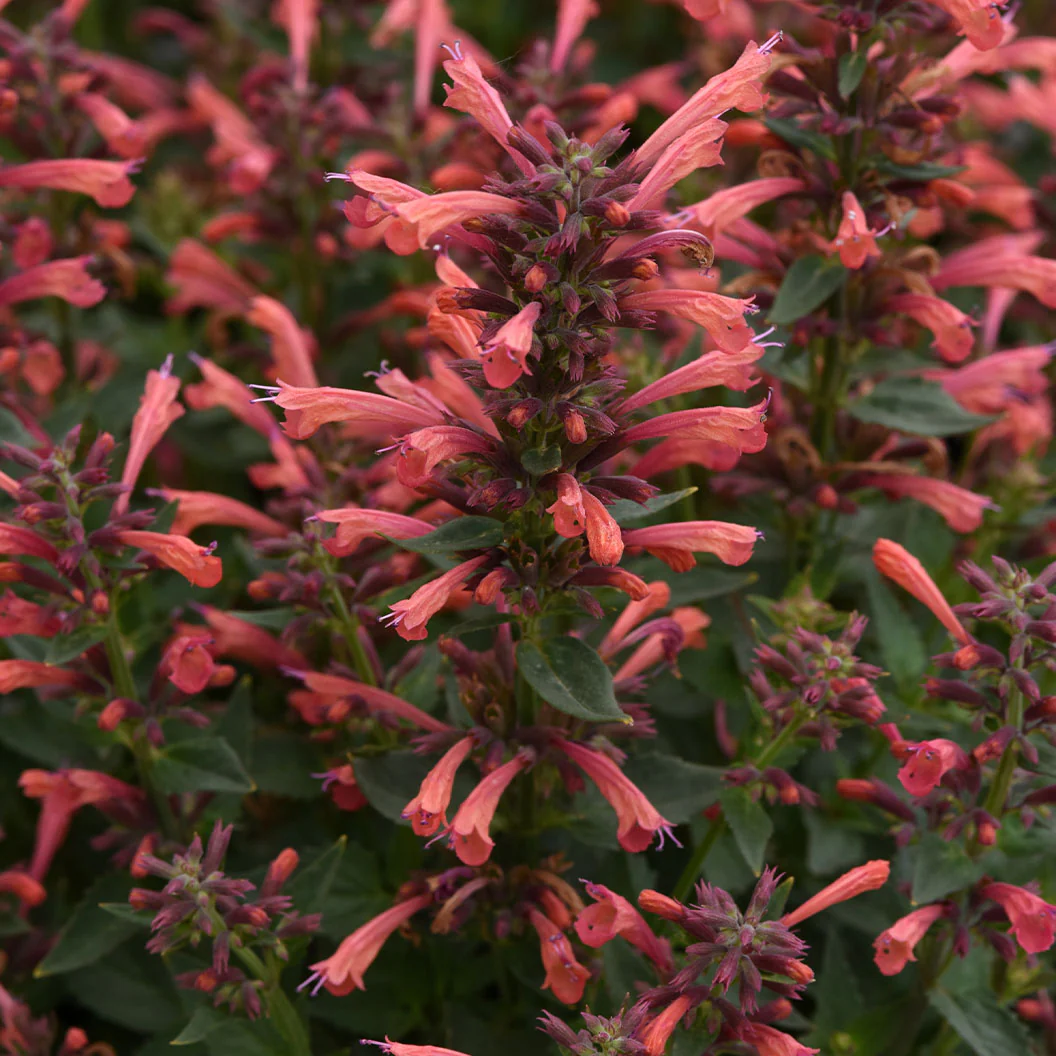 Summerlong™ Coral Agastache Plant - Image 4