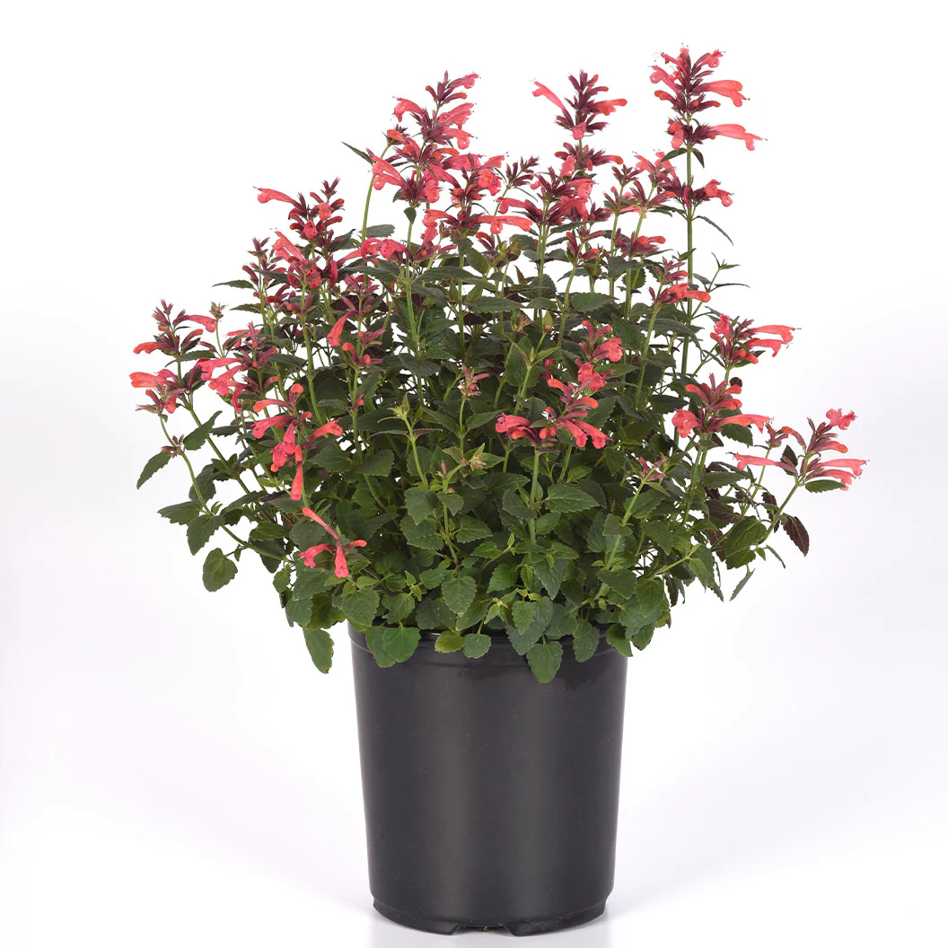 Summerlong™ Coral Agastache Plant - Image 5