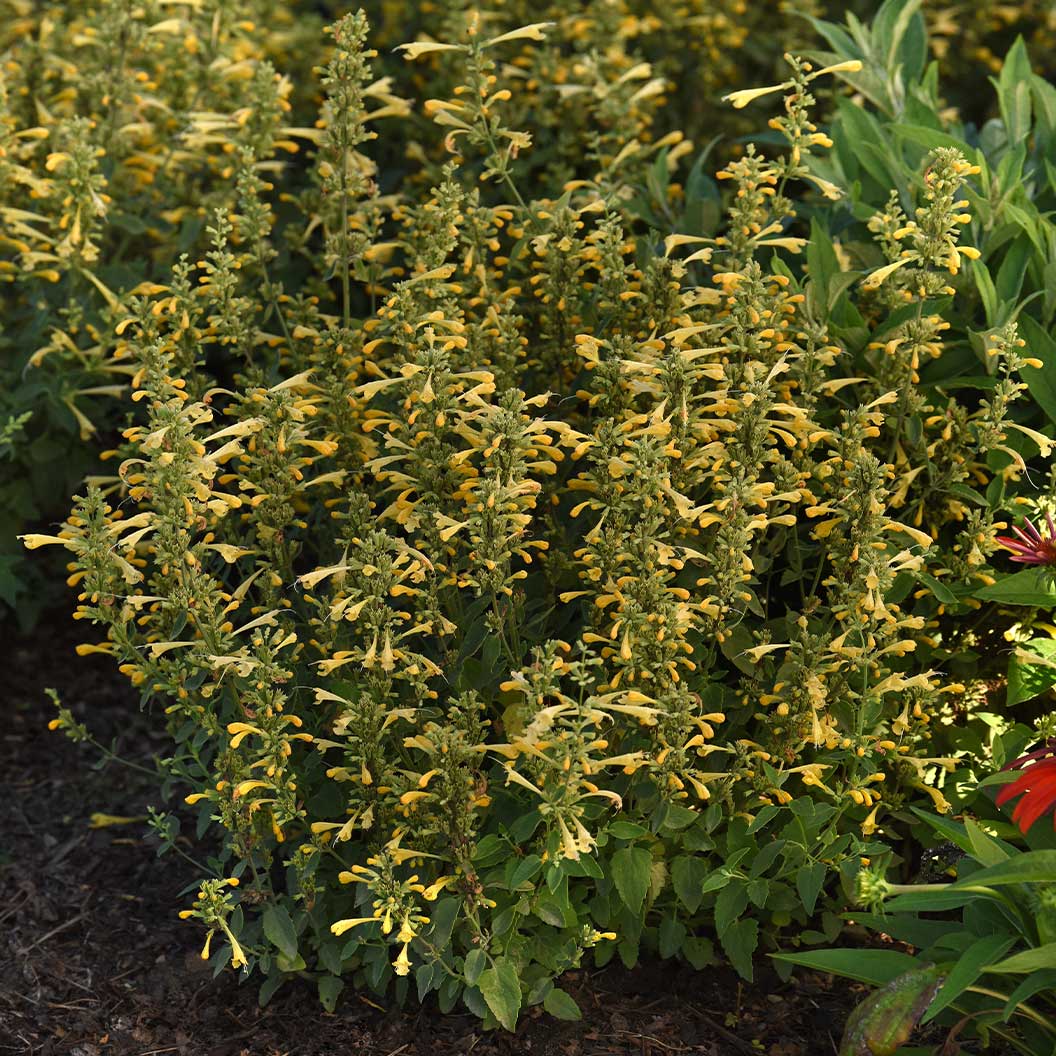 Summerlong™ Lemon Agastache Plant - Image 2