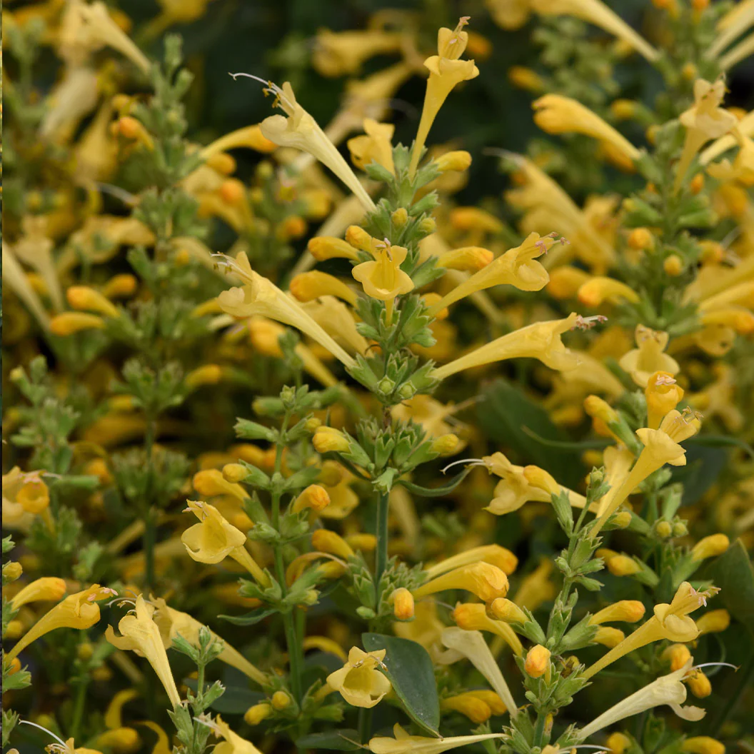 Summerlong™ Lemon Agastache Plant - Image 3