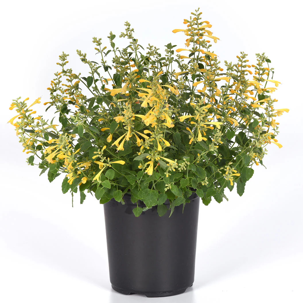 Summerlong™ Lemon Agastache Plant - Image 4