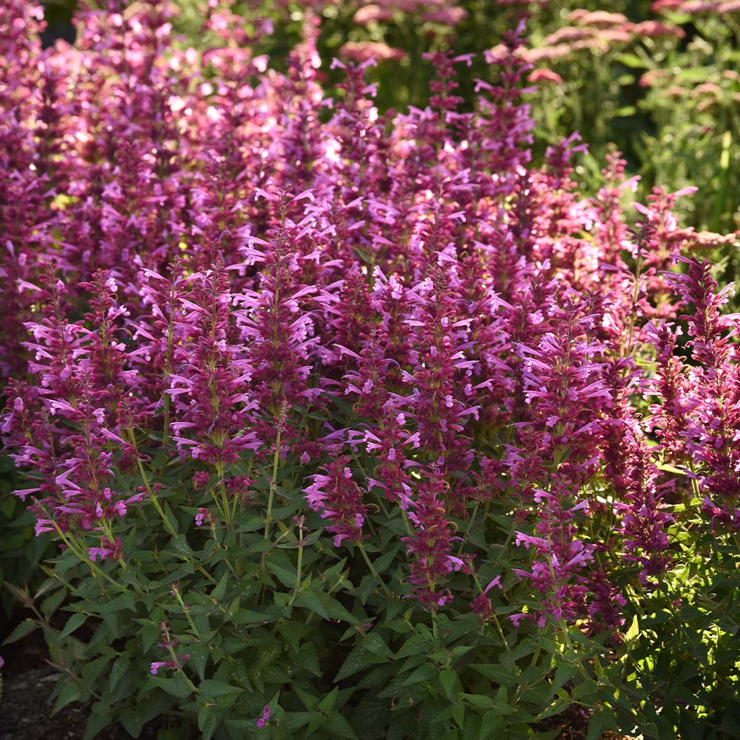Summerlong™ Magenta Agastache Plant - Image 2
