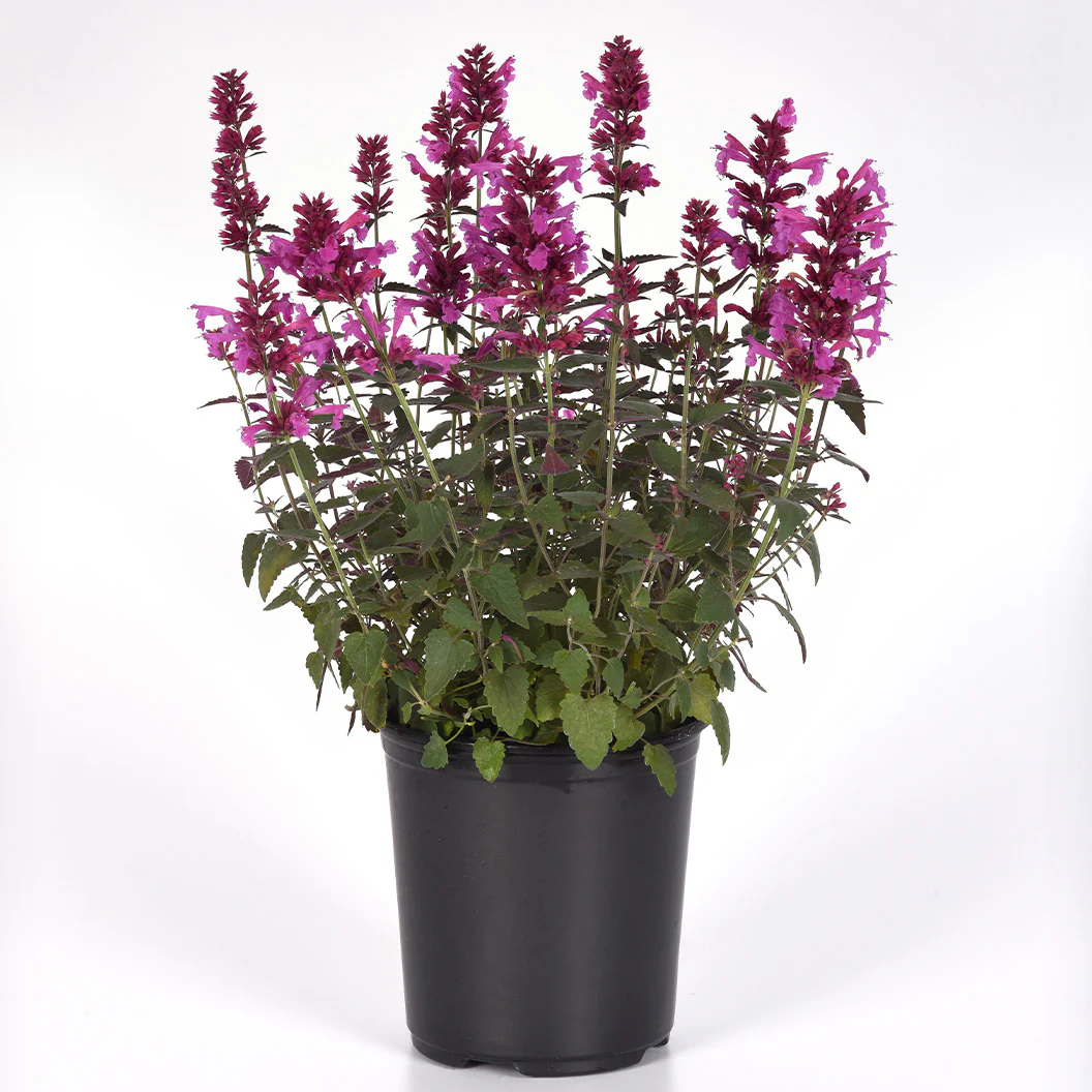 Summerlong™ Magenta Agastache Plant - Image 3