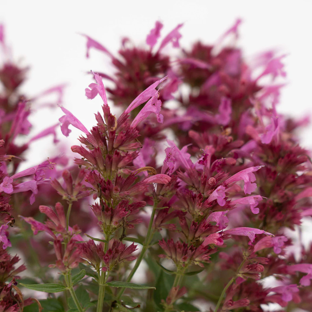 Summerlong™ Magenta Agastache Plant - Image 4