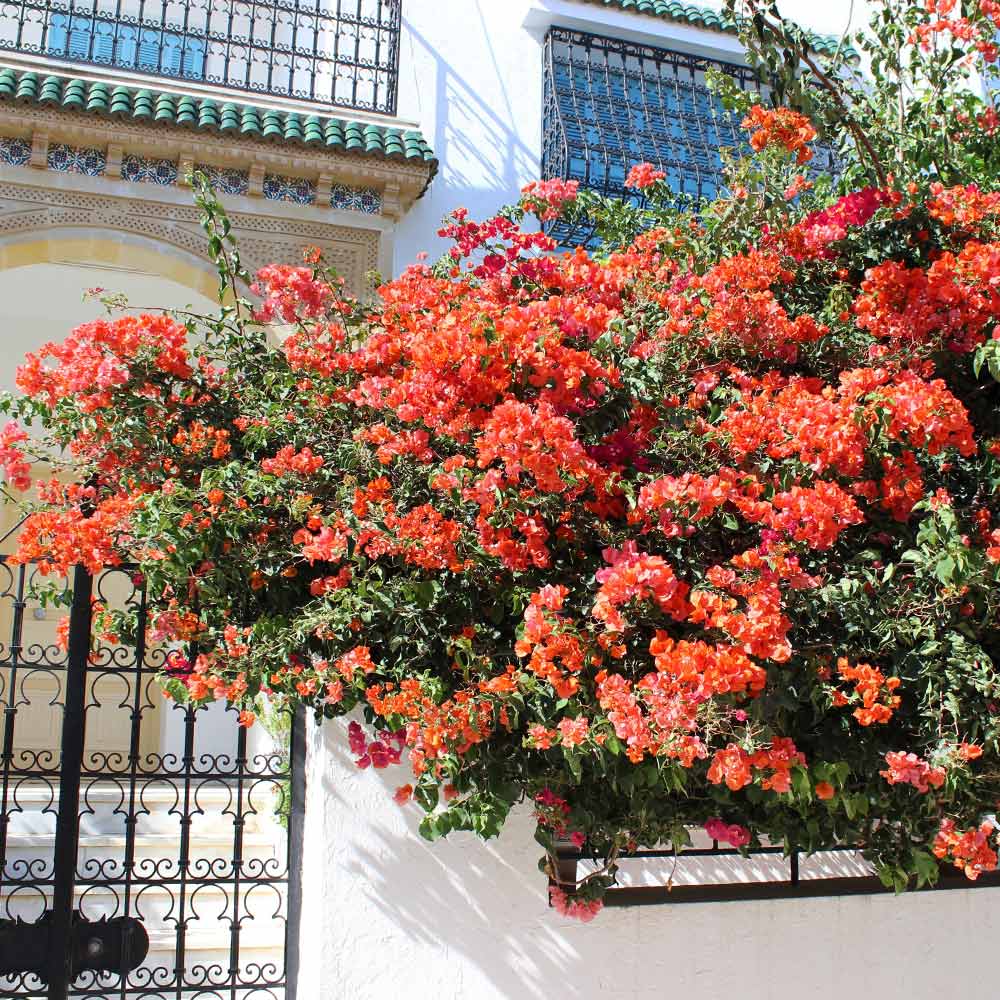 Sundown Orange Bougainvillea Vine - Image 3