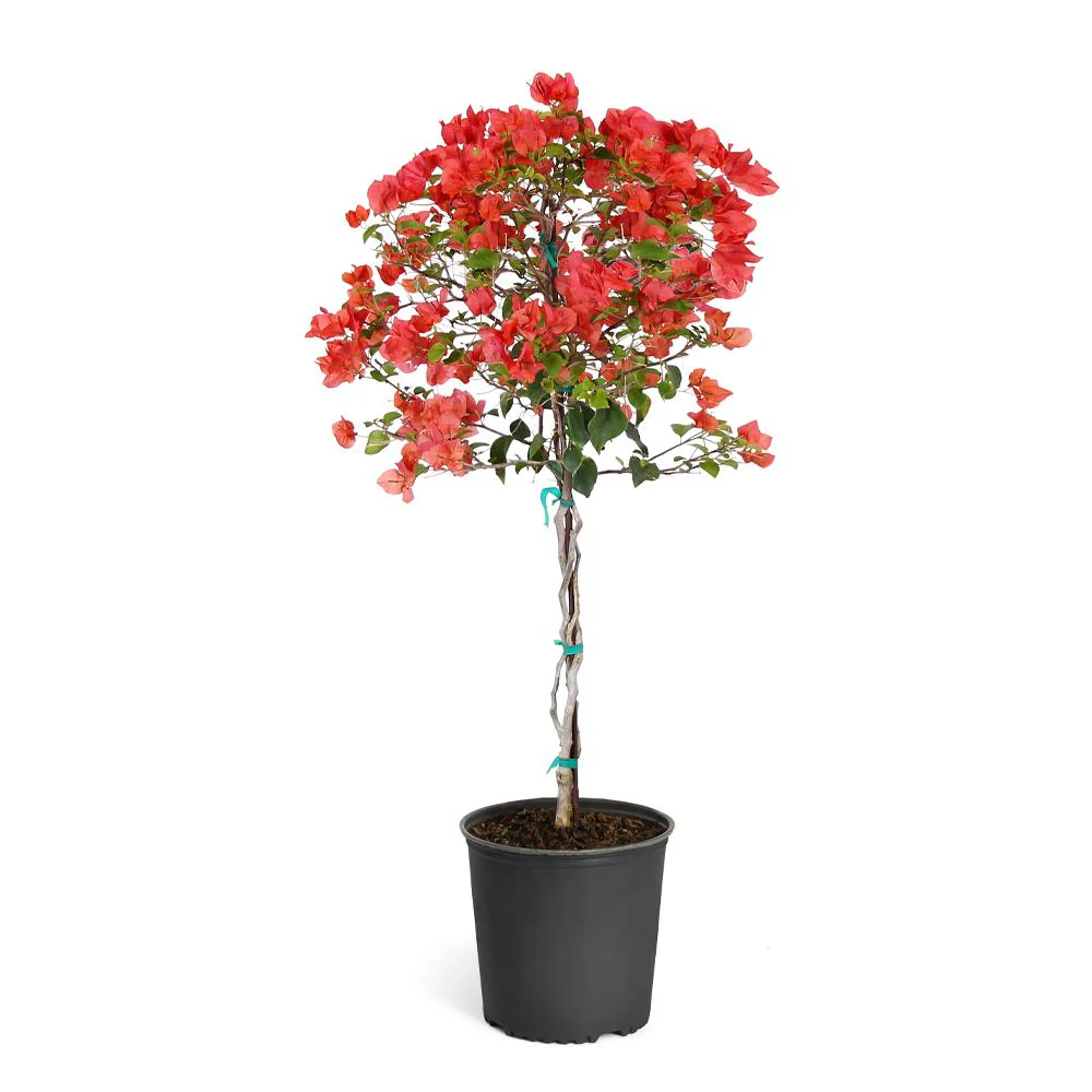 Sundown Orange Bougainvillea Tree