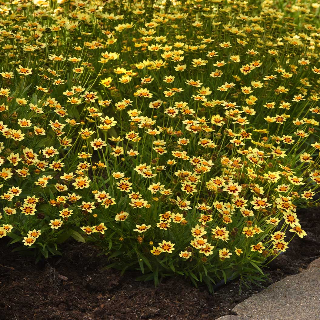 Sunfetti Yellow Bicolor Coreopsis Plant - Image 2