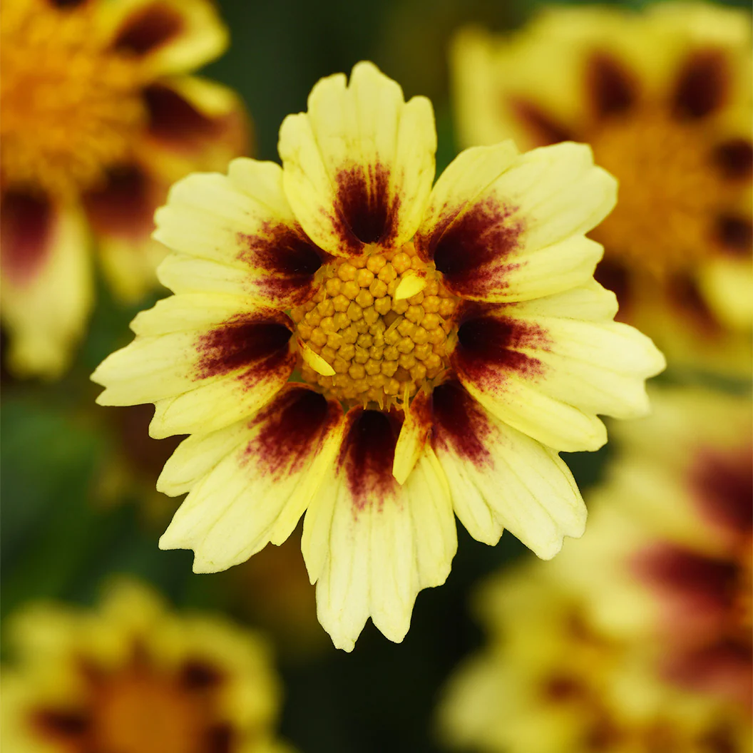 Sunfetti Yellow Bicolor Coreopsis Plant - Image 3