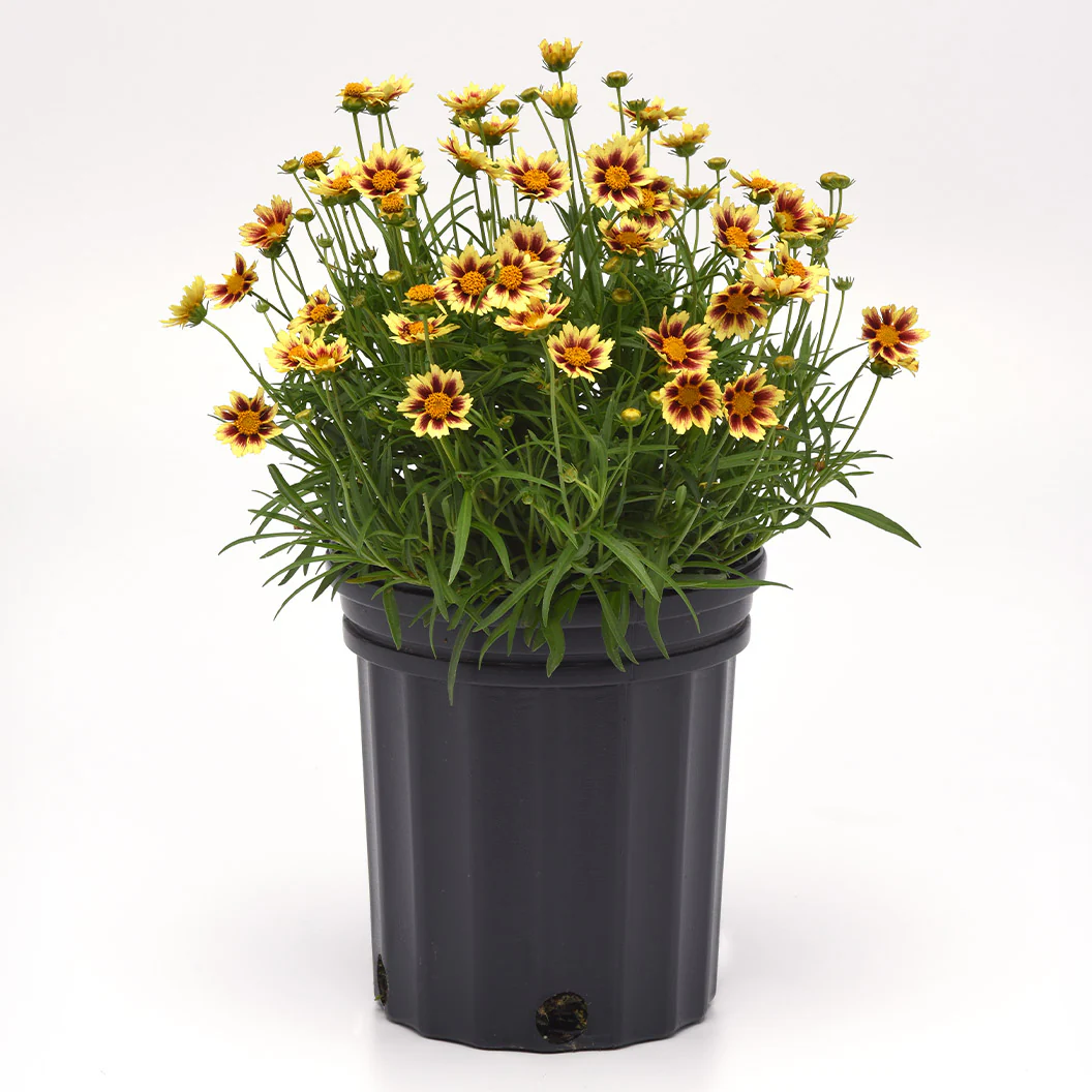 Sunfetti Yellow Bicolor Coreopsis Plant - Image 4