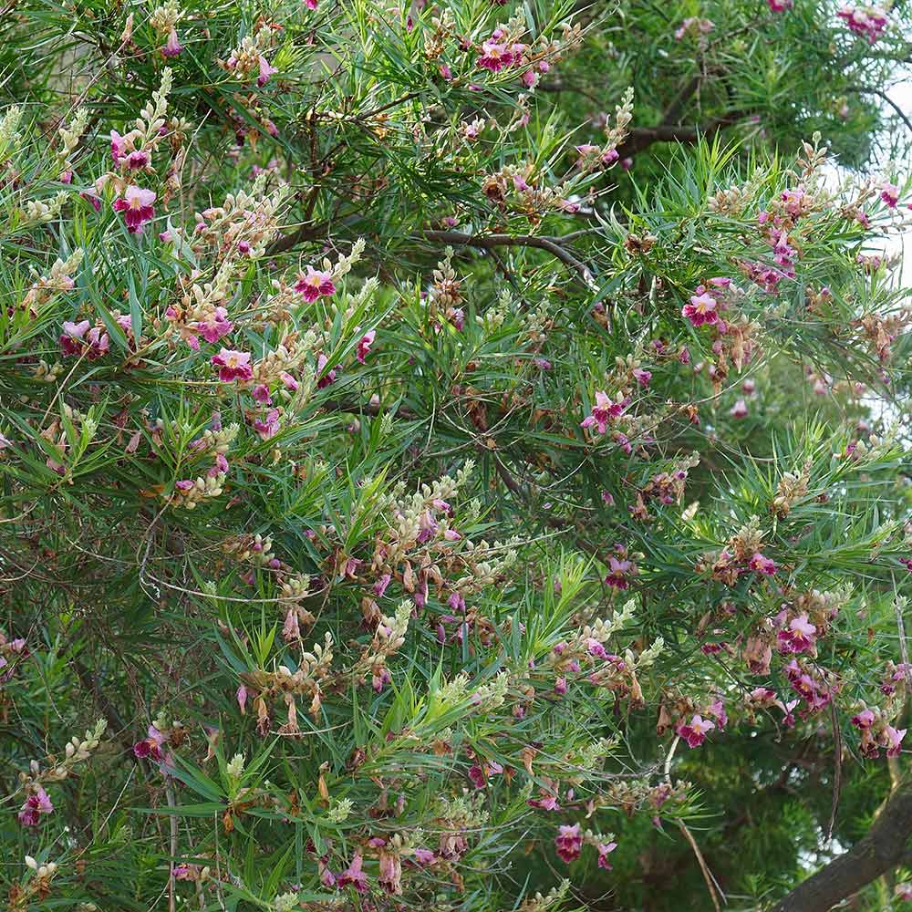 Sweet Bubba Seedless Desert Willow - Image 4
