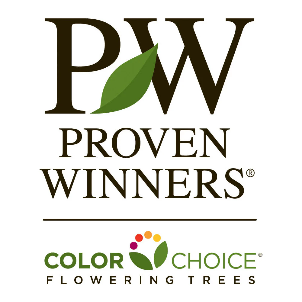 Proven Winners® Sweet Sugar Tyme® Crabapple - Image 6