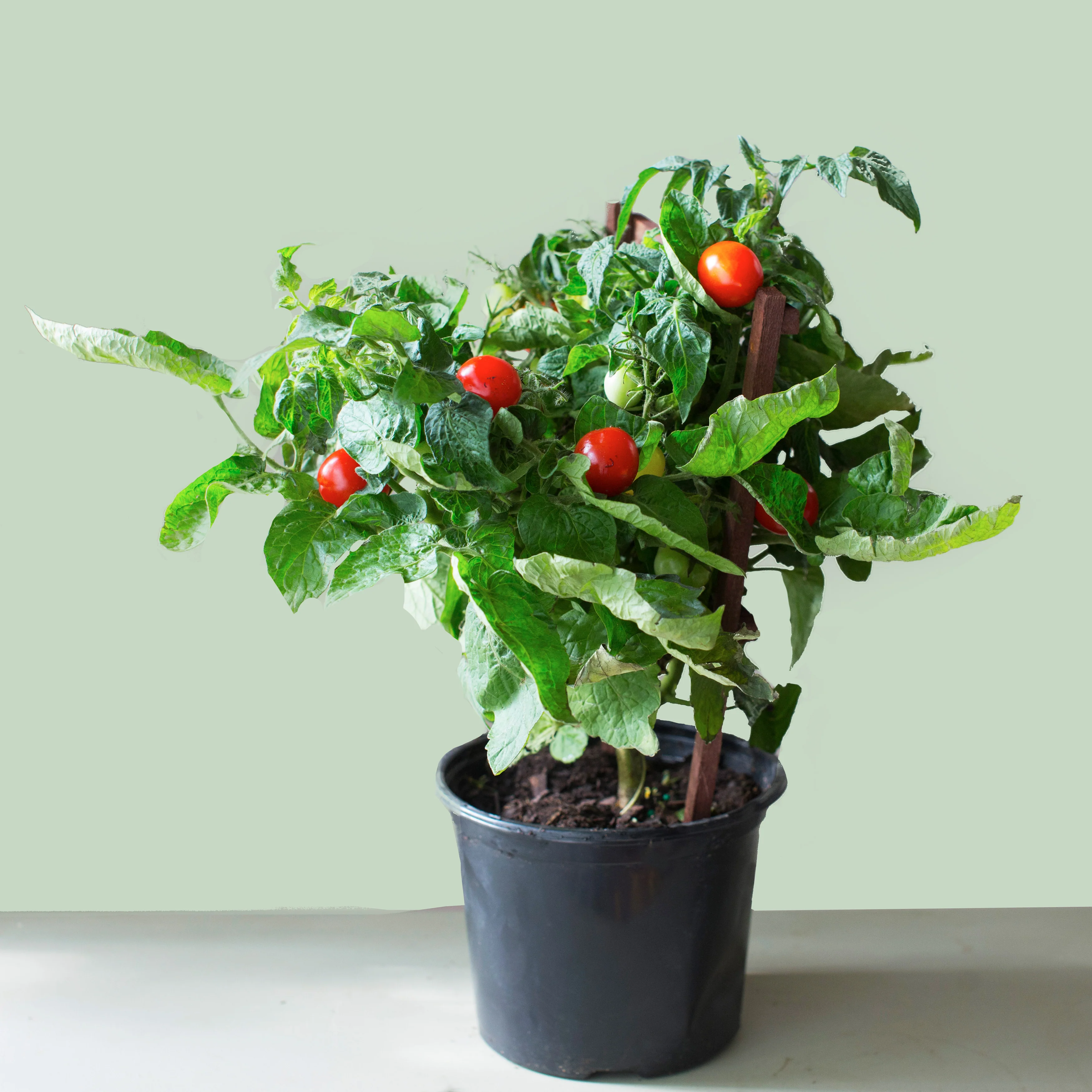 Sweet Tomato Plant - Image 2