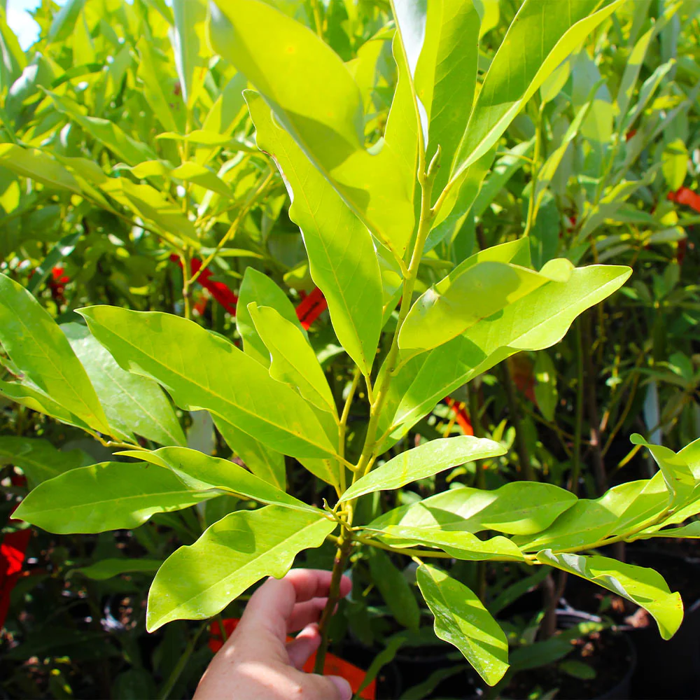 Sweetbay Magnolia Tree - Image 4