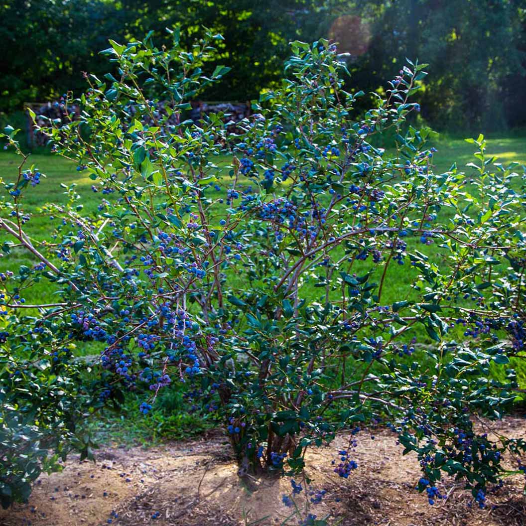 Sweetheart Blueberry Bush - USDA Organic - Image 2