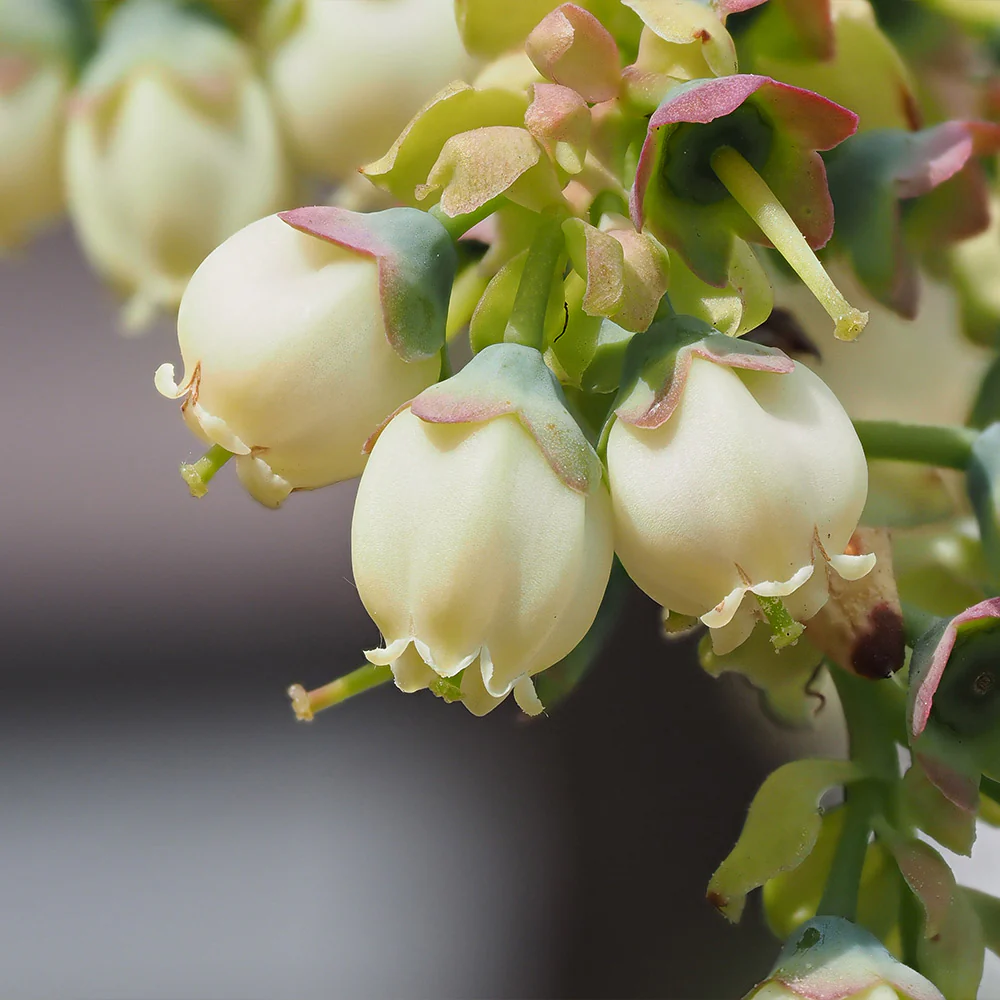 Sweetheart Blueberry Bush - USDA Organic - Image 5