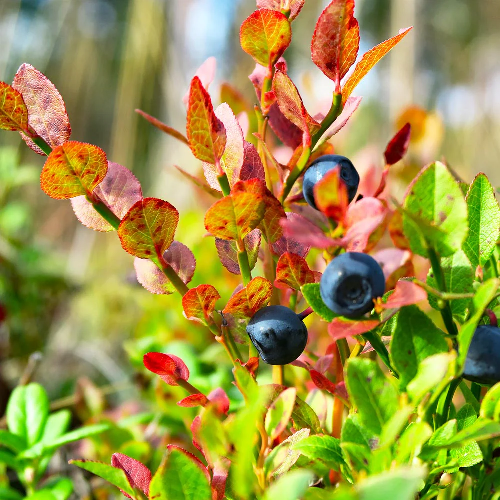 Sweetheart Blueberry Bush - USDA Organic - Image 6