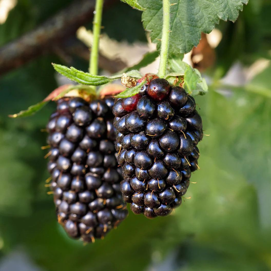 Sweetie Pie Thornless Blackberry Bush - Image 2