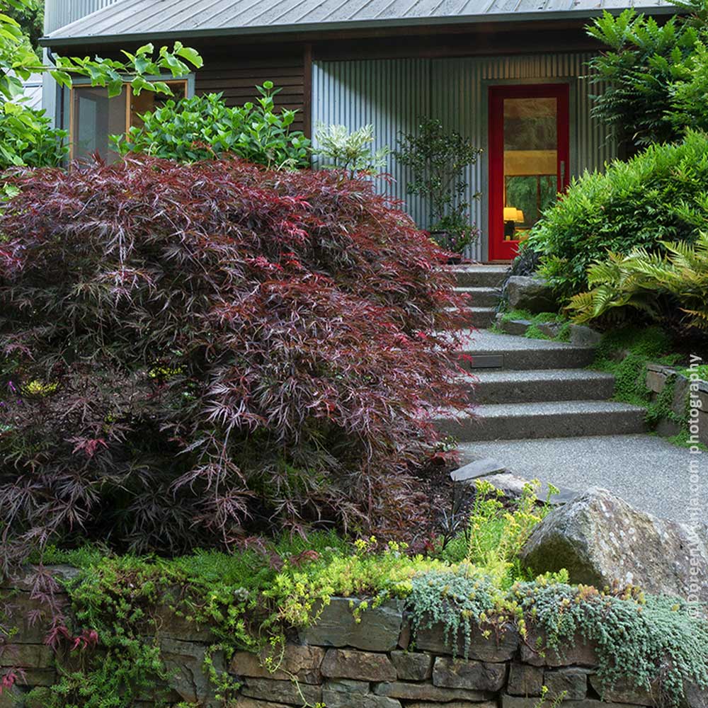 Tamukeyama Japanese Maple Tree - Image 2